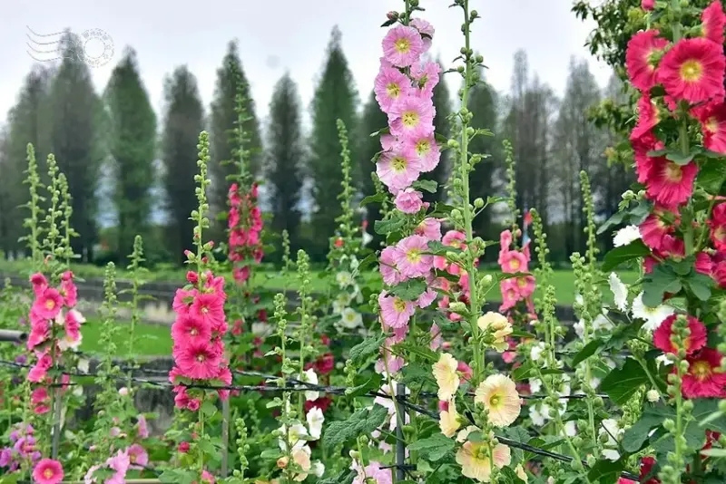 2025員林蜀葵花季