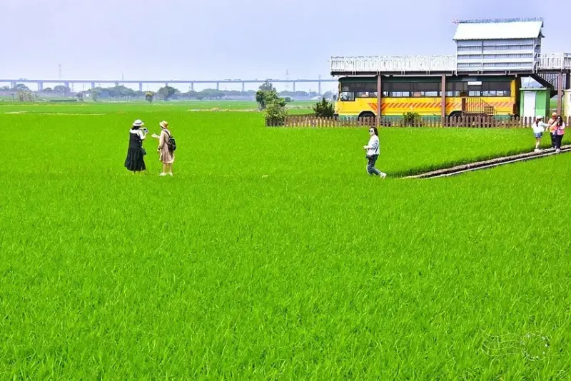 台中外埔忘憂谷