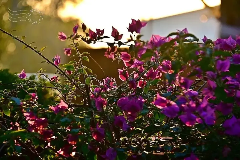 澄霖沉香味道森林館