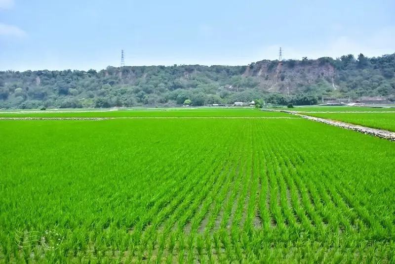 台中外埔忘憂谷