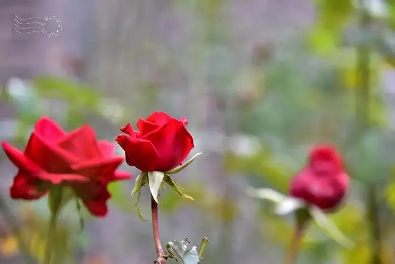 大邱【桂山聖堂】紅玫瑰