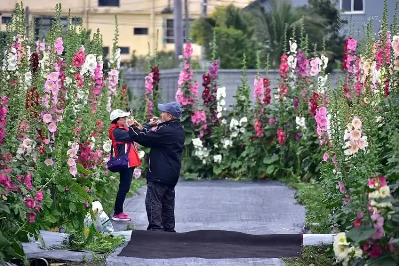 2025員林蜀葵花季