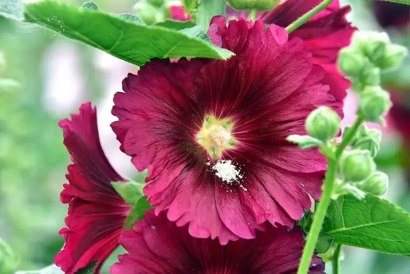 2025員林蜀葵花季