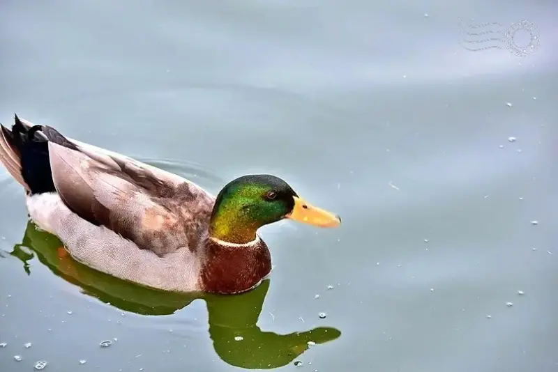 澄霖沉香味道森林館