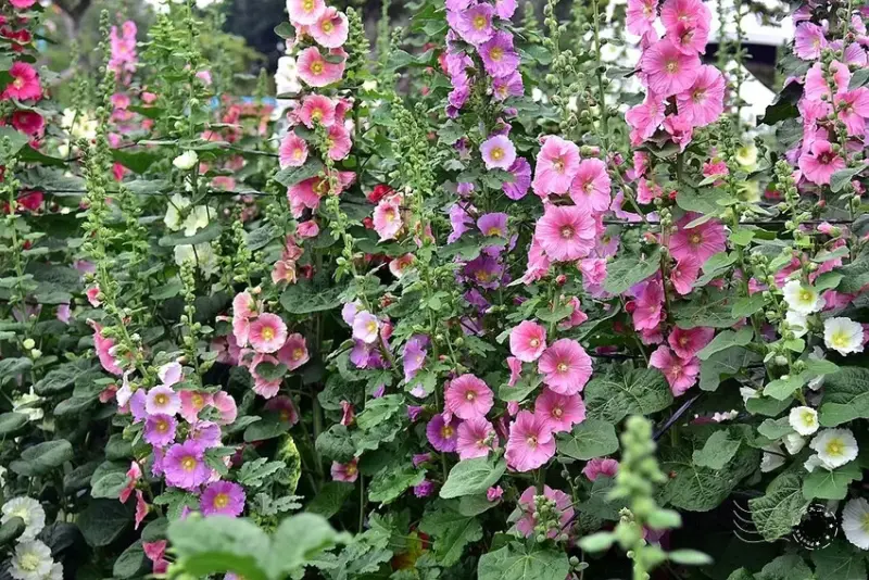 2025員林蜀葵花季