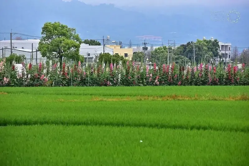 2025員林蜀葵花季