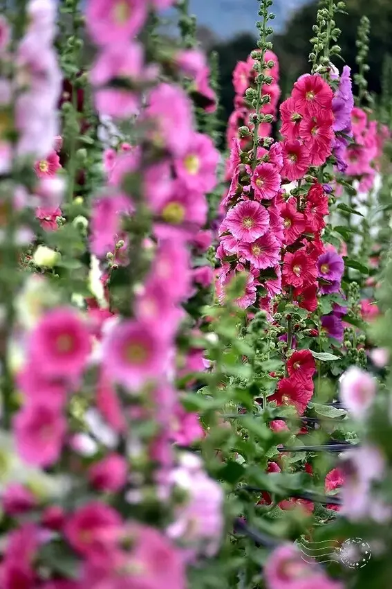 2025員林蜀葵花季