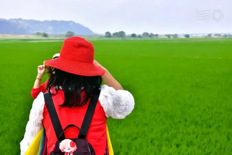 台中外埔忘憂谷