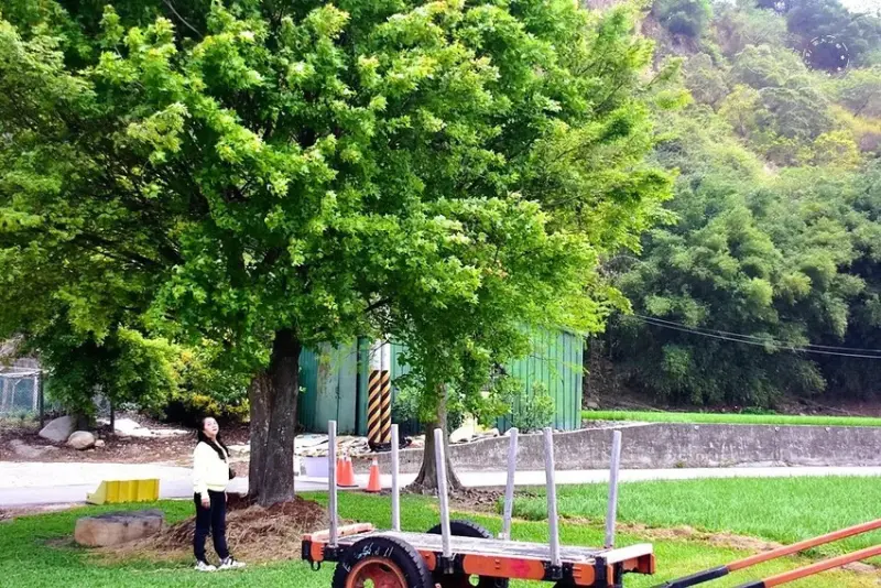 台中外埔忘憂谷楓香樹