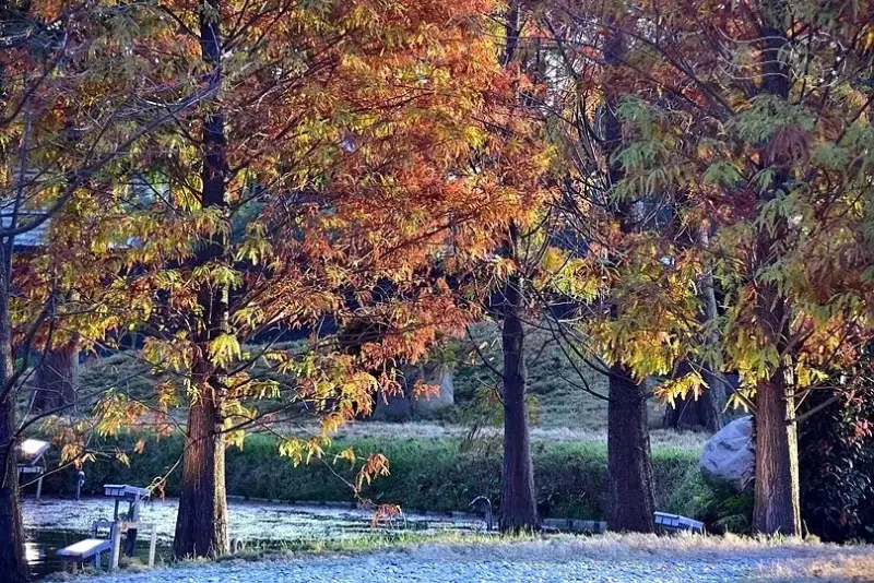 澄霖沉香味道森林館