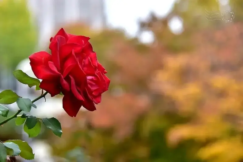 大邱【桂山聖堂】紅玫瑰