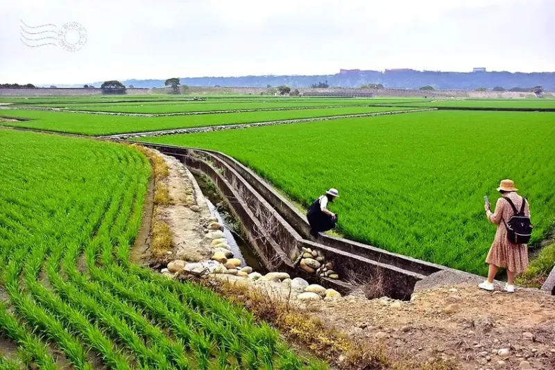 台中外埔忘憂谷