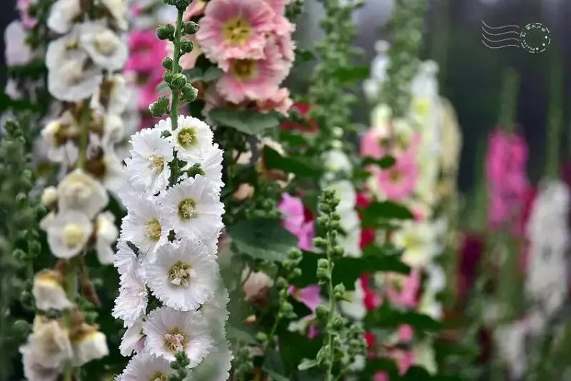 2025員林蜀葵花季