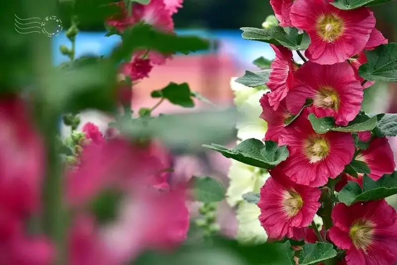 2025員林蜀葵花季