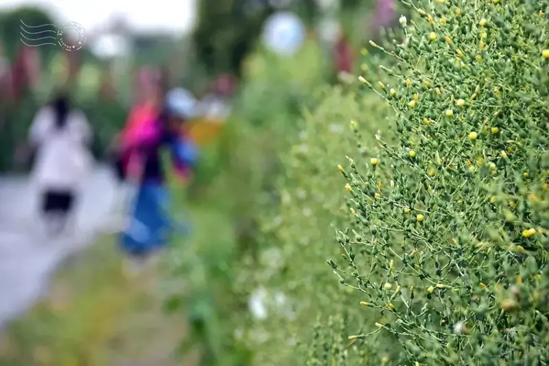 2025員林蜀葵花季:圓葉苦蕒菜