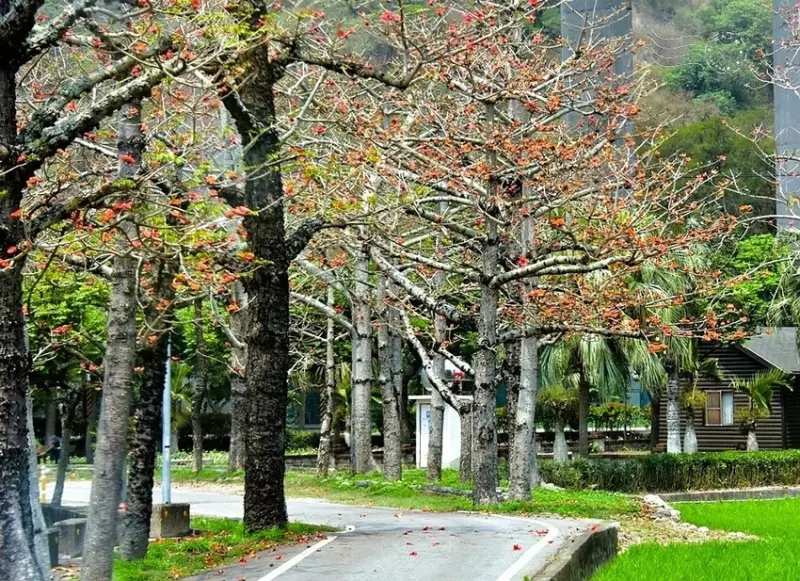 台中外埔木棉樹