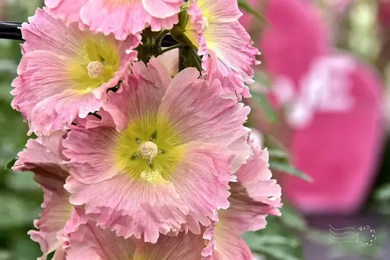 2025員林蜀葵花季