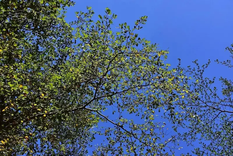 心中山線形公園