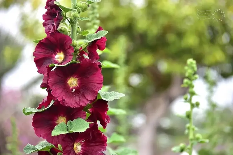 2025員林蜀葵花季