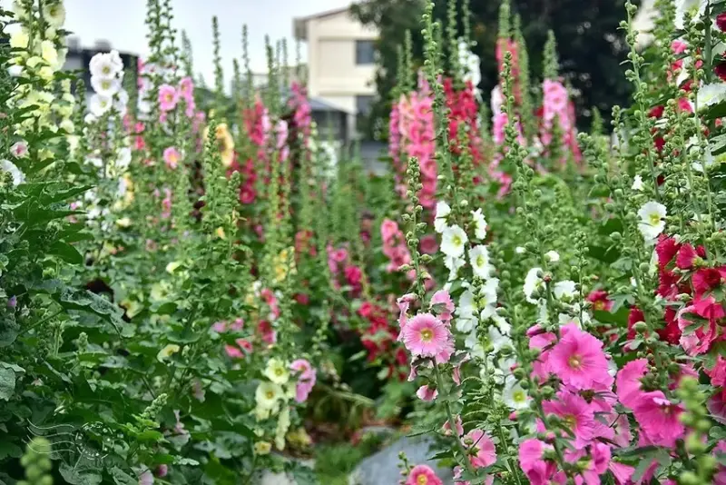 2025員林蜀葵花季