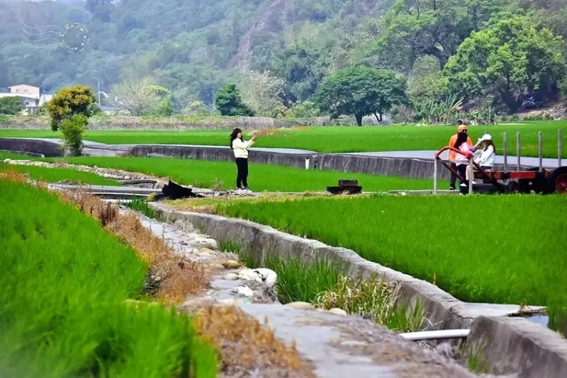 台中外埔忘憂谷