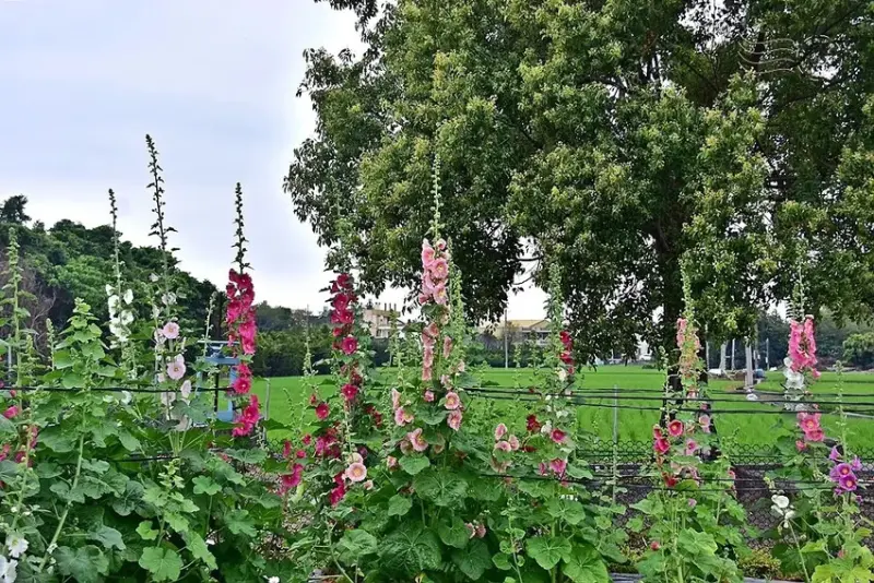 2025員林蜀葵花季