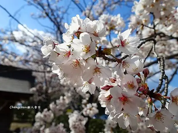 日本名古屋賞櫻，四大賞櫻景點(犬山城、名古屋城、山崎川、鶴舞