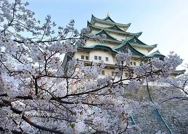 日本名古屋賞櫻，四大賞櫻景點(犬山城、名古屋城、山崎川、鶴舞