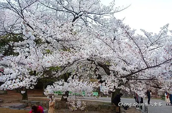 日本名古屋賞櫻，四大賞櫻景點(犬山城、名古屋城、山崎川、鶴舞