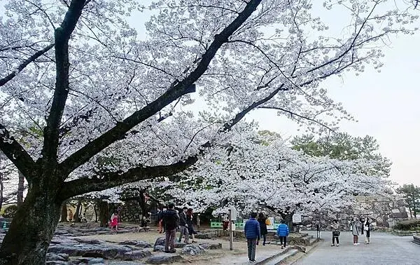 日本名古屋賞櫻，四大賞櫻景點(犬山城、名古屋城、山崎川、鶴舞