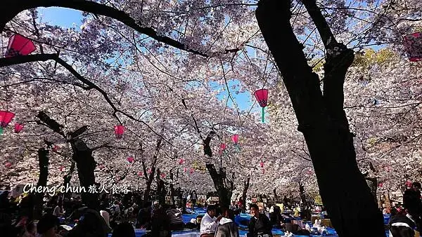 日本名古屋賞櫻，四大賞櫻景點(犬山城、名古屋城、山崎川、鶴舞
