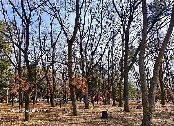 公園樹1.jpg