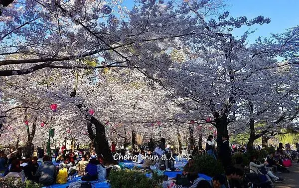 日本名古屋賞櫻，四大賞櫻景點(犬山城、名古屋城、山崎川、鶴舞