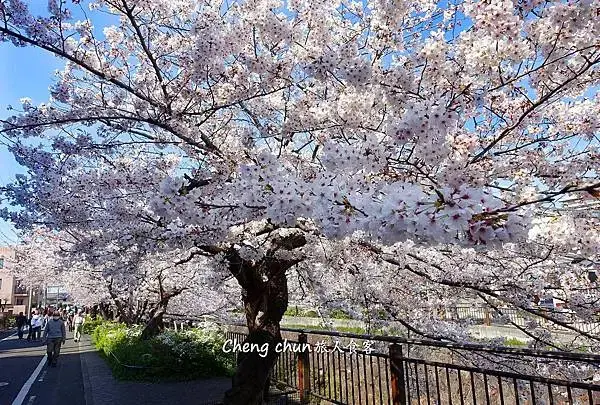 日本名古屋賞櫻，四大賞櫻景點(犬山城、名古屋城、山崎川、鶴舞