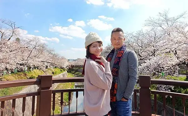 日本名古屋賞櫻，四大賞櫻景點(犬山城、名古屋城、山崎川、鶴舞