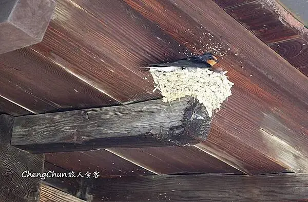 日本愛媛縣【道後溫泉本館】千年古湯，逛老街，四國自由行