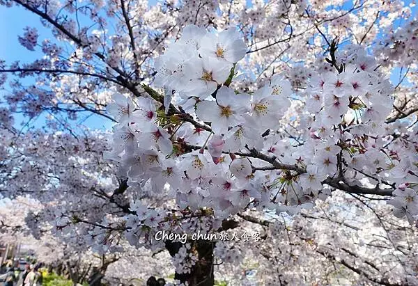 日本名古屋賞櫻，四大賞櫻景點(犬山城、名古屋城、山崎川、鶴舞