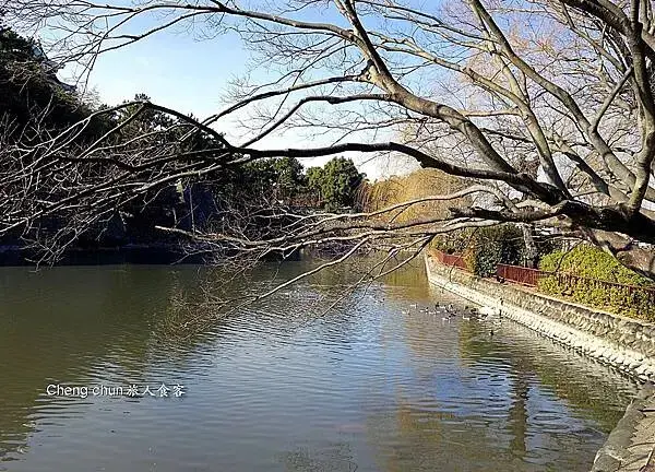 公園天鵝1.jpg