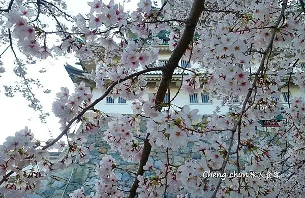 日本名古屋賞櫻，四大賞櫻景點(犬山城、名古屋城、山崎川、鶴舞