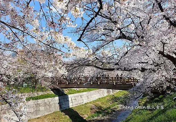 日本名古屋賞櫻，四大賞櫻景點(犬山城、名古屋城、山崎川、鶴舞