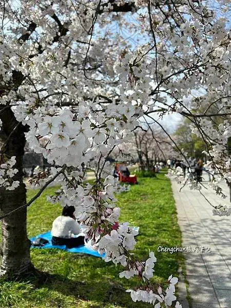 *關西大阪賞櫻，大阪城公園滿開隨記