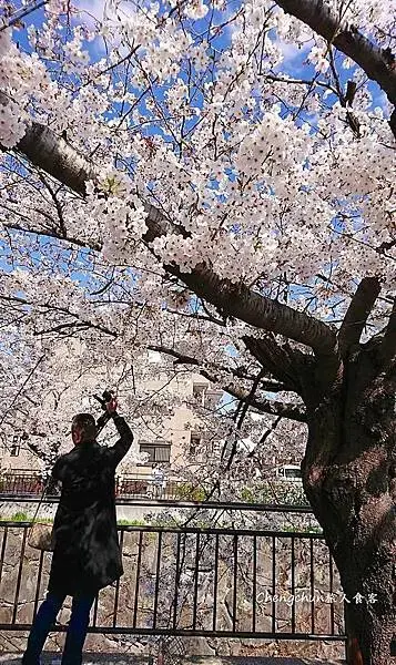 日本名古屋賞櫻，四大賞櫻景點(犬山城、名古屋城、山崎川、鶴舞