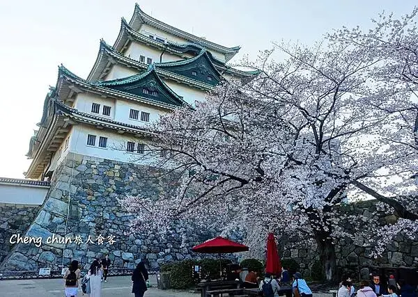 日本名古屋賞櫻，四大賞櫻景點(犬山城、名古屋城、山崎川、鶴舞