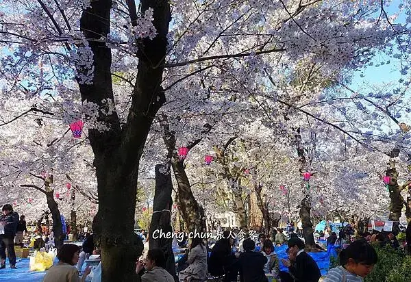 日本名古屋賞櫻，四大賞櫻景點(犬山城、名古屋城、山崎川、鶴舞