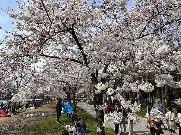 *關西大阪賞櫻，大阪城公園滿開隨記