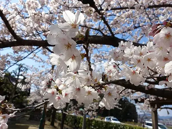 日本國寶【犬山城】最古老天守閣、城下町老街散策傳統小吃 | 