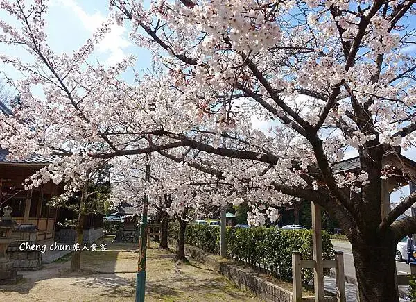 日本名古屋賞櫻，四大賞櫻景點(犬山城、名古屋城、山崎川、鶴舞