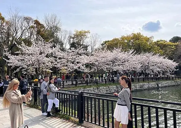 *關西大阪賞櫻，大阪城公園滿開隨記