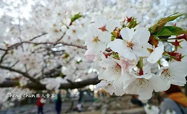 日本名古屋賞櫻，四大賞櫻景點(犬山城、名古屋城、山崎川、鶴舞