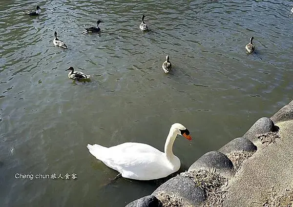 公園天鵝.jpg